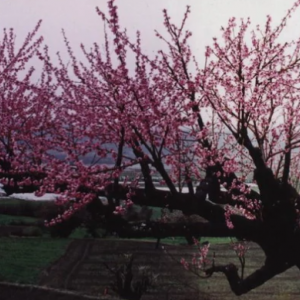 新市桃花