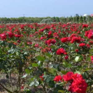 芳涧生态农业玫瑰种植园