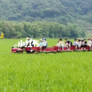 米埗稻田小火車