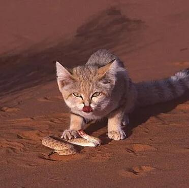 沙丘猫