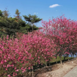 石馬桃花田公園