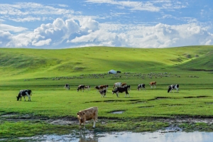 内蒙古旅游游记-欣赏绝美草原风光