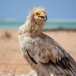 埃及秃鹫