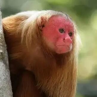红面猴