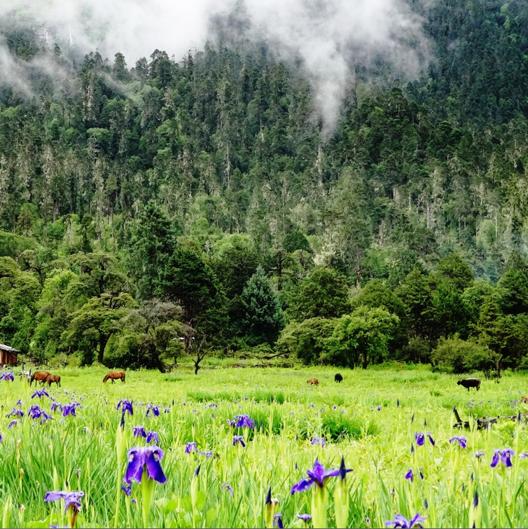 四月西藏最美旅游景点排行榜