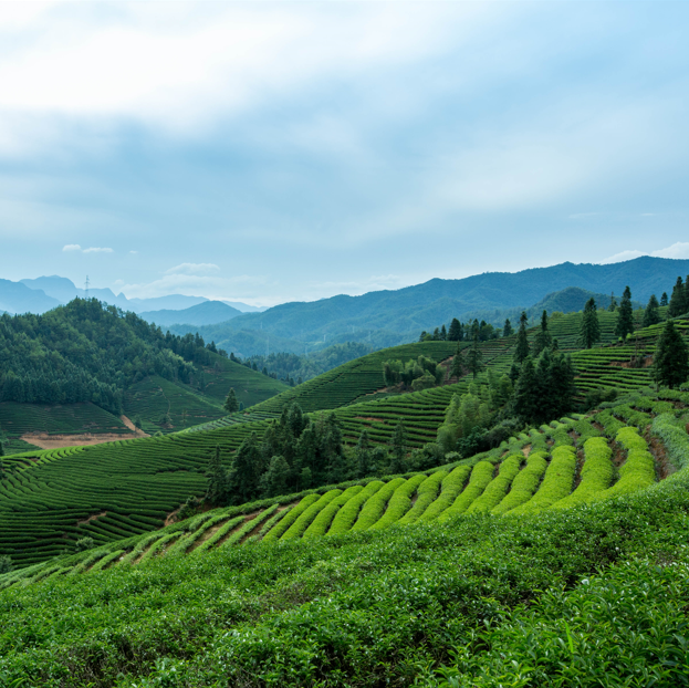 中国最有名的茶山排行榜