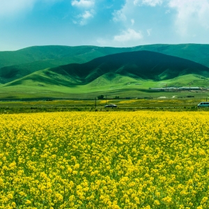 民樂油菜花