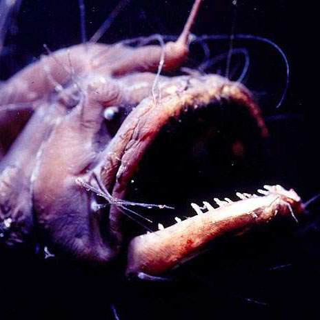 深海鮟鱇魚