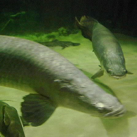 巨巴西骨舌鱼