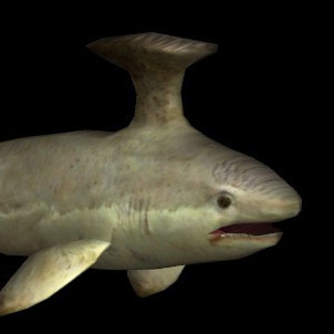 胸脊鲨