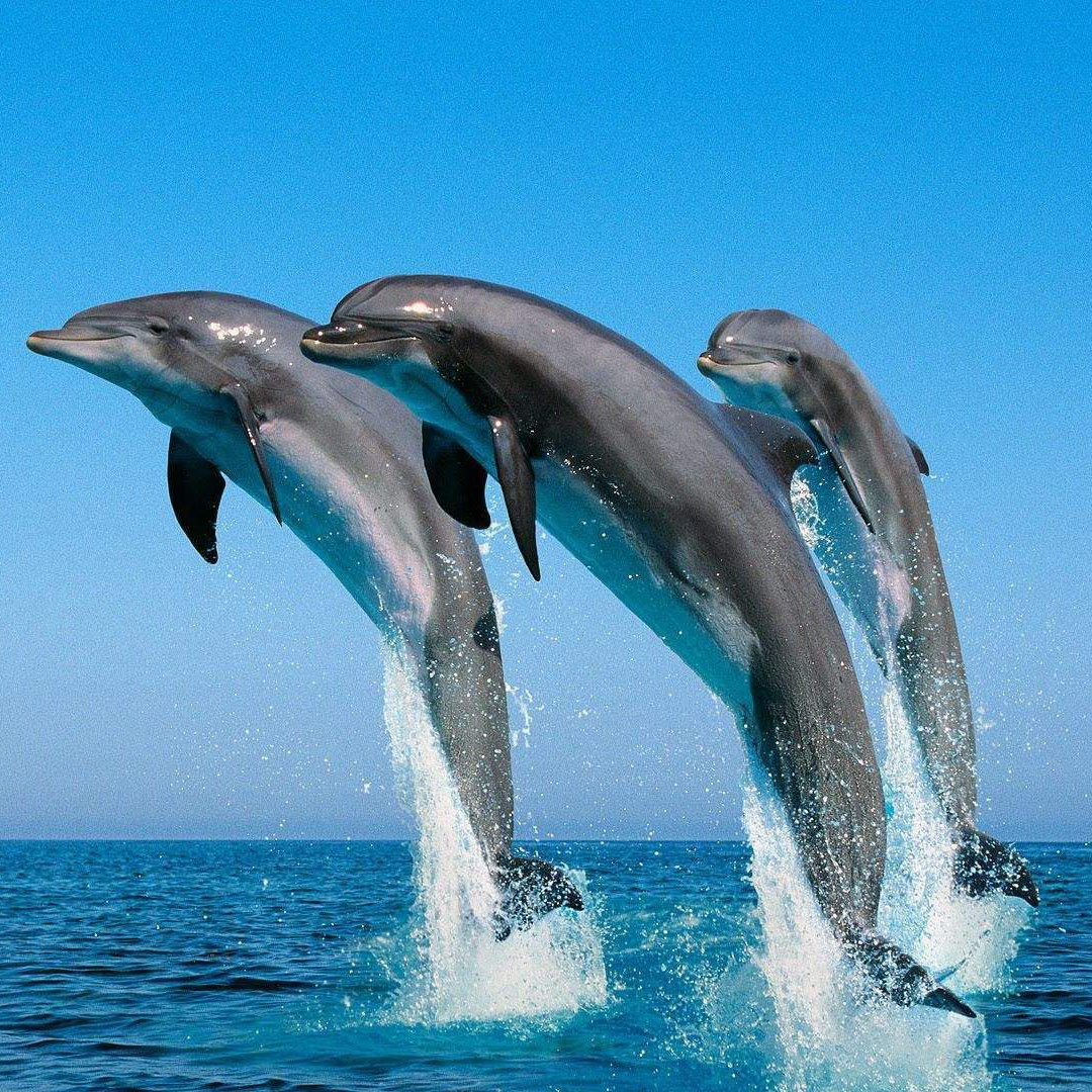 海豚图集