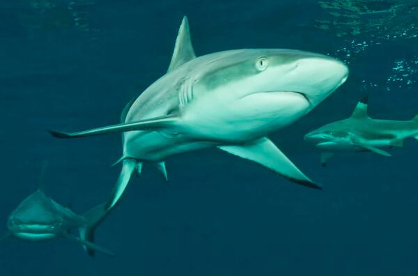 已滅絕的十大鯊魚排名