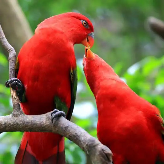 红色吸蜜鹦鹉