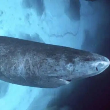 格陵兰睡鲨