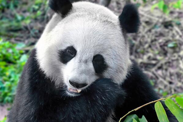 世界十大可爱动物排名-大熊猫上榜(备受国民喜爱)