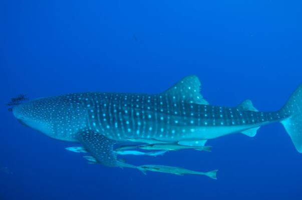 十大最长动物排名-大白鲨上榜(可达14米以上)
