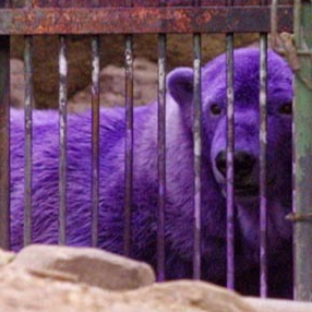 紫色北极熊