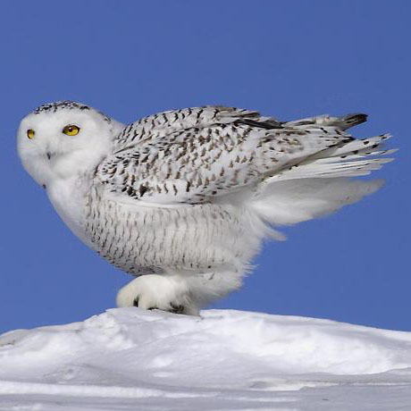 雪枭,白猫头鹰,白鸮,雪鹰科:鸱鸮科分部区域:阿拉斯加,加拿大等保护