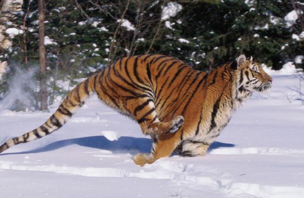 十大战斗力最强的动物排名-西伯利亚虎上榜(有丛林之王的美称)