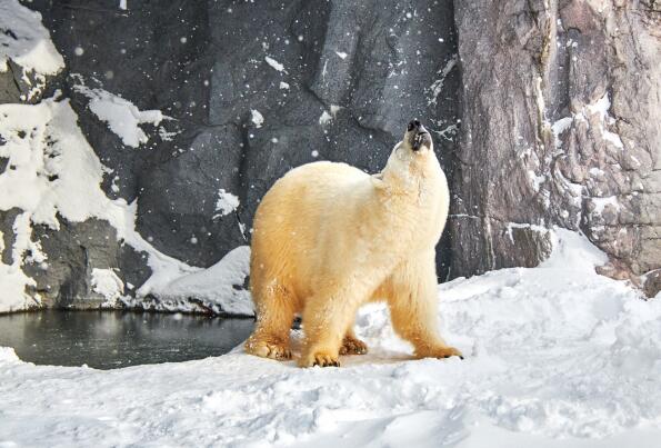 没有天敌的十大动物排名-北极熊上榜(唯一的天敌是人类)