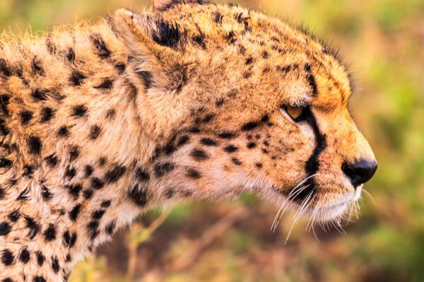 十大动物反应速度排行-猎豹上榜(全球跑得最快的陆生动物)