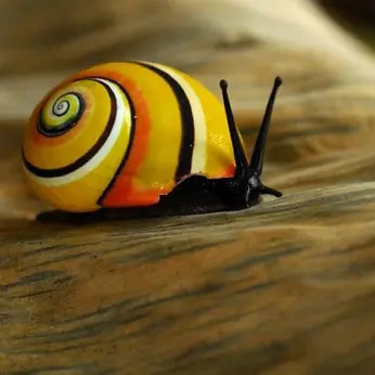 彩色蜗牛