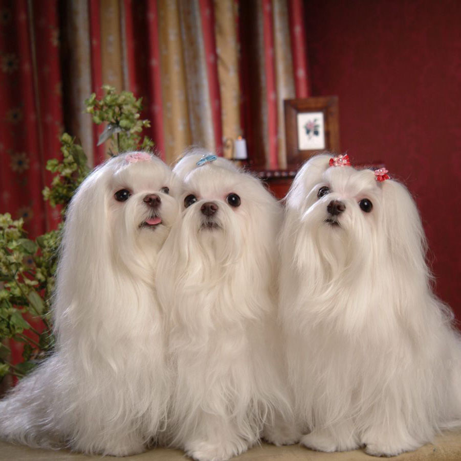 世界十大贵族犬图片