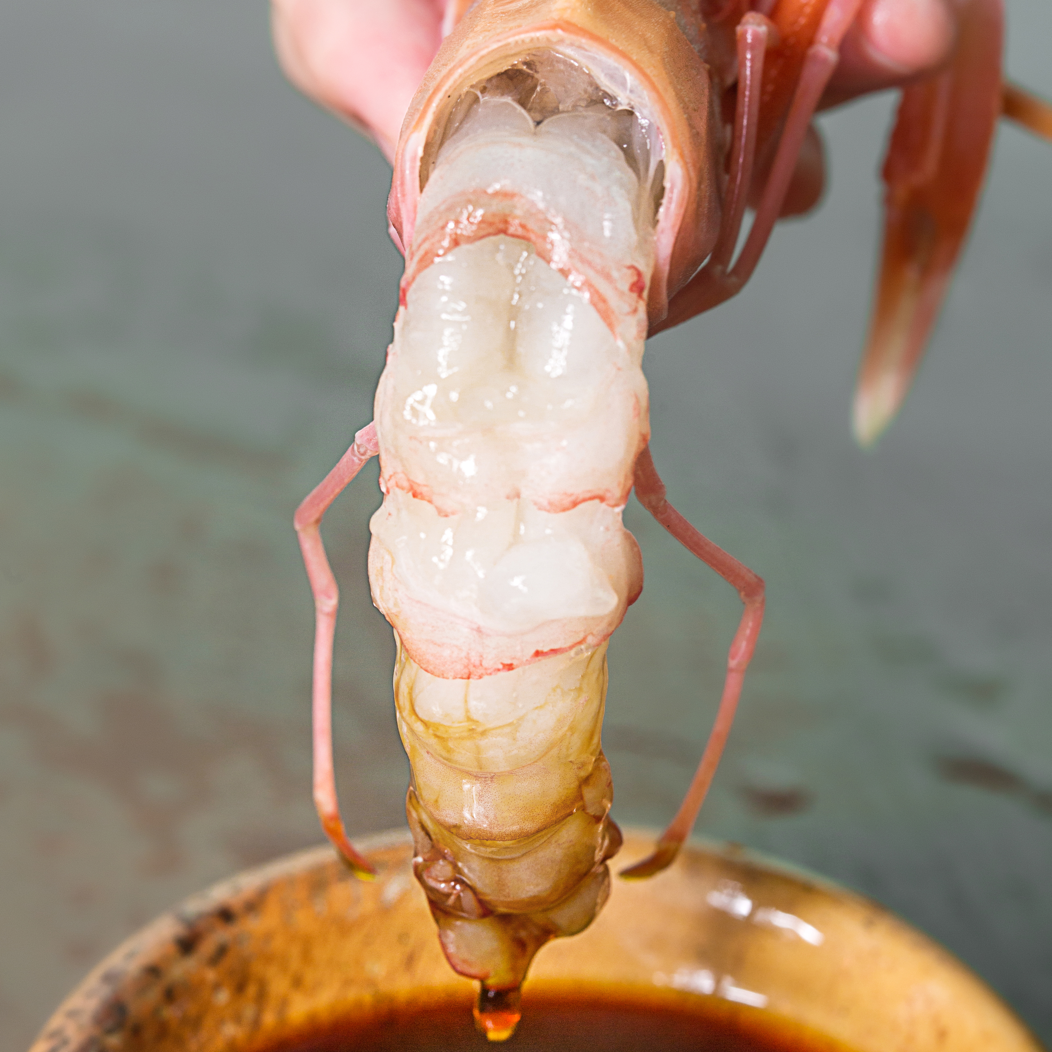 新西兰海鳌虾