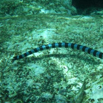 环纹海蛇