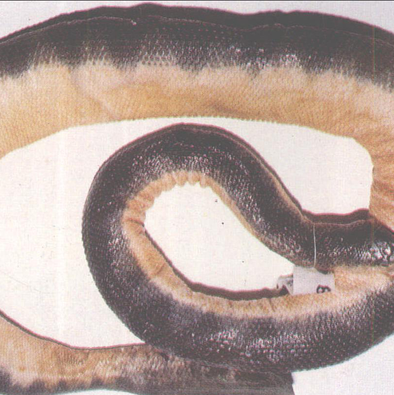 平颏海蛇