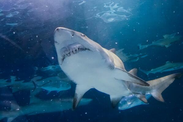 全球最凶猛的十大鲨鱼排名-大白鲨上榜(食物链终极猎手)