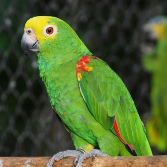 黄冠亚马逊鹦鹉