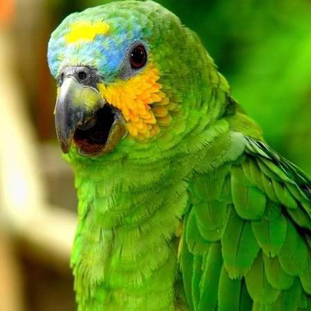青绿顶亚马逊鹦鹉