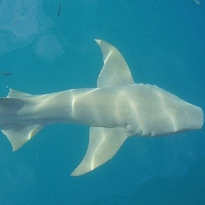 太平洋睡鲨