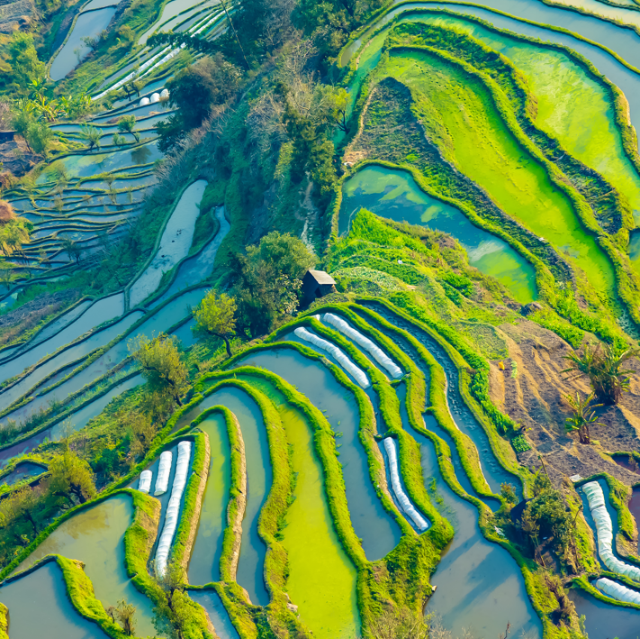 中国10强农业龙头企业排行榜
