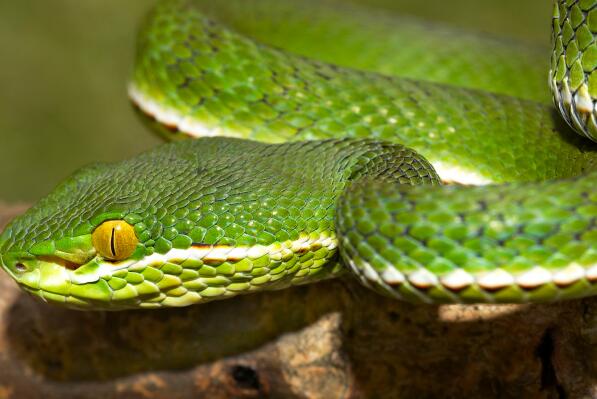 亚马逊毒蛇排行榜