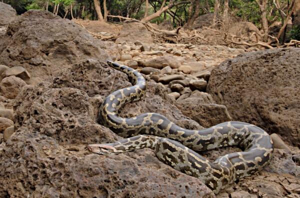 世界十大最出名的蟒蛇-亚马逊森蚺上榜(体型可长达5米之多)