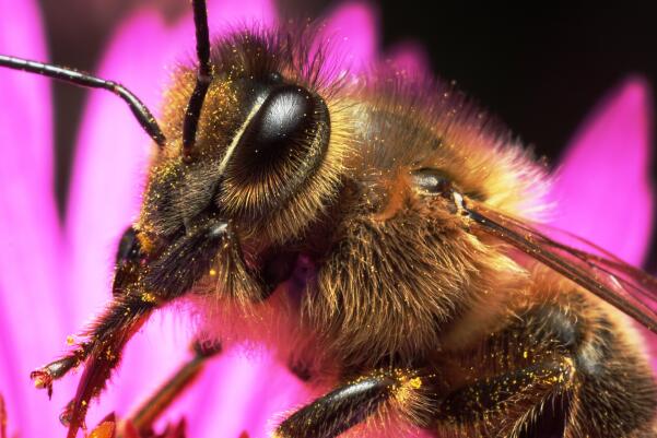 世界上最强的蜂排名-金环胡蜂上榜(世界最大胡峰)