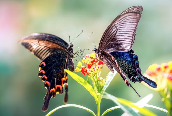 世界十大珍稀蝴蝶