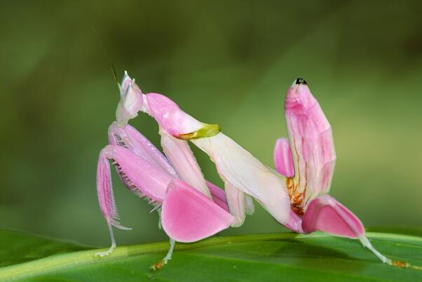 最漂亮的螳螂排名-枯叶螳螂上榜(兰花螳螂可调整自身颜色)