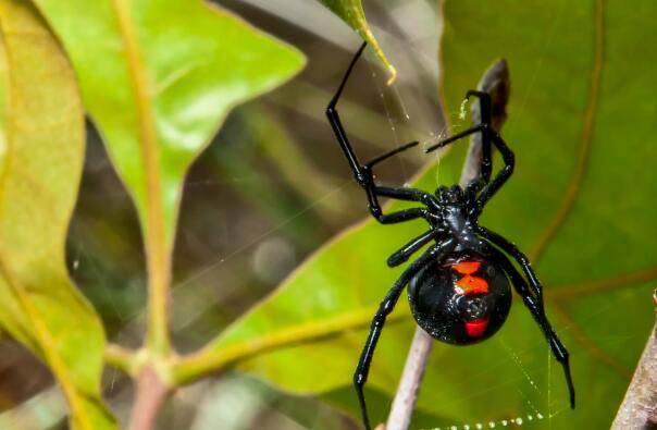 10种最吓人的蜘蛛-横纹金蛛上榜(黑寡妇蜘蛛有诸多伤人记录)