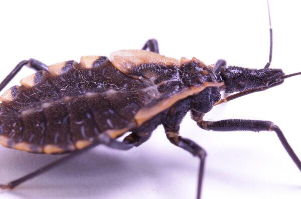十大最可怕的昆虫排名-子弹蚁上榜(毒性强战斗力十足)