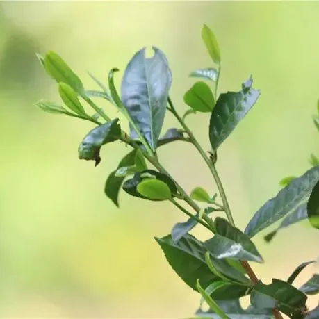 鳥接茶