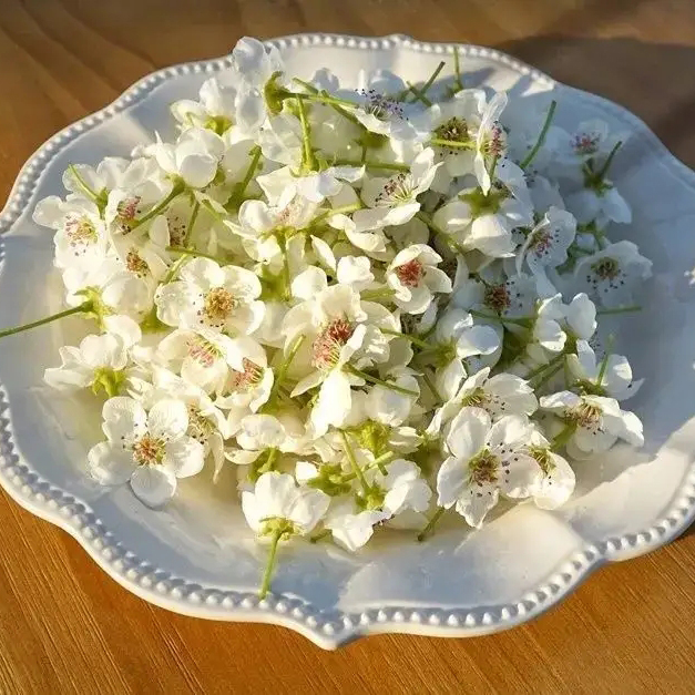 赵州梨花茶