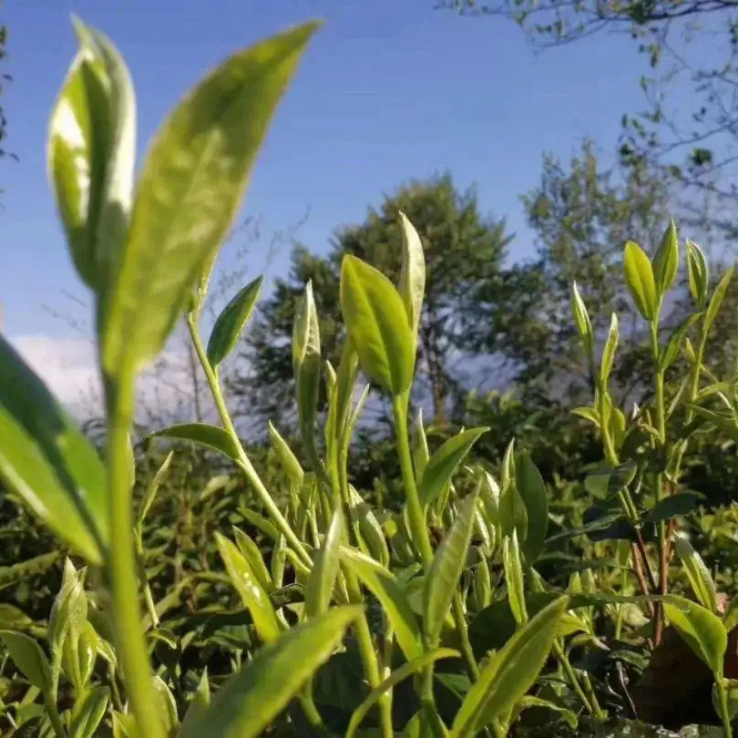 老姆登茶