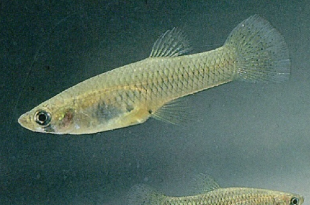 十大繁殖最快的鱼排行榜