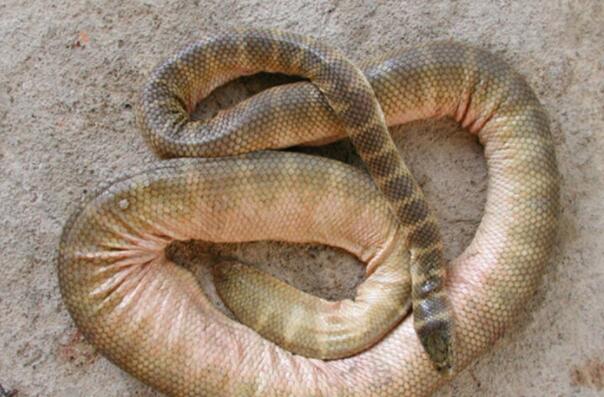 世界10大最毒的毒蛇排行榜-贝尔彻海蛇上榜(活在澳大利亚)