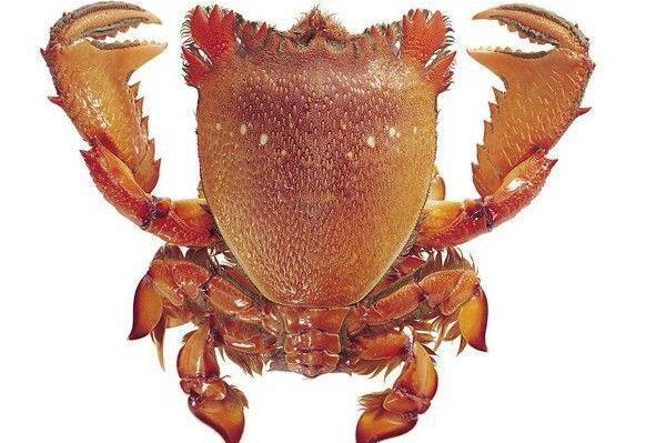十大最贵的螃蟹排行榜-老虎蟹上榜(外形似蛙)