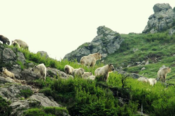 中国著名的十大野生动物保护区排行榜