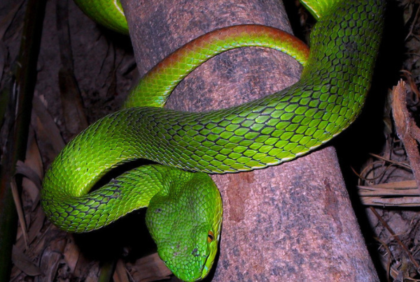 世界十大绿色蛇类排行榜